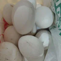 بوغلمون ۳عدد نروماده نر ۳ملیون ماده دوپانصد