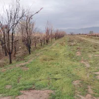 باغ شهری ۱۰۰۰متری|فروش زمین و ملک کلنگی|کوار, |دیوار