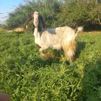 بز پا‌ستانی