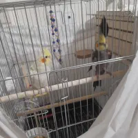 یک جفت نرو ماده عروس هلندی نر میخونه