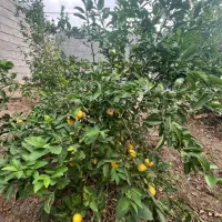 باغچه 850 متری لوکس در جاده منتظران|فروش آپارتمان|دزفول, |دیوار