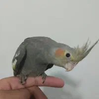 عروس هلندی ماده