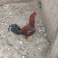 خروس  تاج بادمی