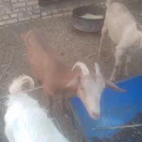 بز غاله،|حیوانات مزرعه|اردکان, |دیوار