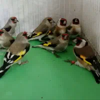 سهره چهارگل و کرمانی