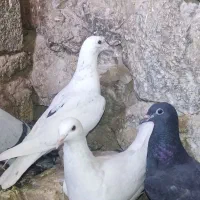 کفتر کبوتر پرنده