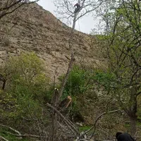 خرید چوب/قطع و هرس درخت/برش با اره موتوری