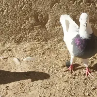 حراج حراج کبوتر