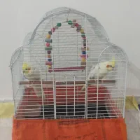 عروس هلندی نرو ماده