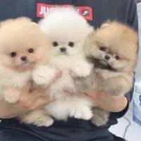 پامر جیبی(سایز صفر)