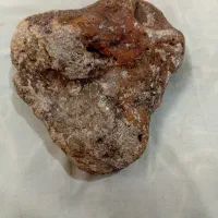 سنگواره اناکوندا