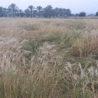 اجاره ۸ هکتار