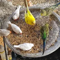 مرغ عشق عروس هلندی و فنچ|پرنده|فیروزکوه, |دیوار