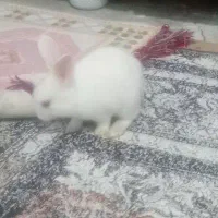 خرگوش لوپ