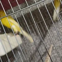 قناری رسمی بلند|پرنده|تهران, شهرک شریعتی|دیوار