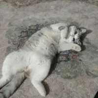 گربه ماده