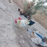 مرغ خروس تخم گذار اردک اسراییلی|حیوانات مزرعه|اردکان, |دیوار