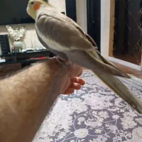 عروس هلندی نر دوماهه|پرنده|رشت, کوی مهر|دیوار