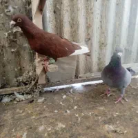 کبوتر|پرنده|شیراز, بازار|دیوار