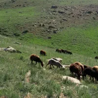 بره نر پای پروار
