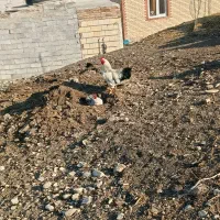 خروس|حیوانات مزرعه|بران, |دیوار