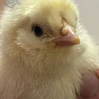 جوجه نژاد گلین چهل تاج