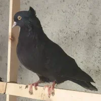 زاغ کفتر
