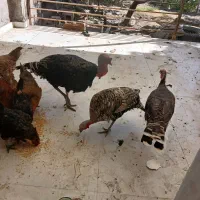 ۴عددبوقلمون یه نردوساله دوتاماده ویه جوجه ۶ماهه
