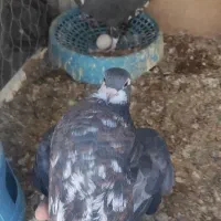 کفتر جفت امری افشون(شیرازی)