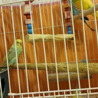 دوجفت عروس هلندی|پرنده|رفسنجان, |دیوار