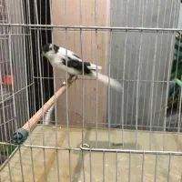 قناری کشیده بلند ،رسمی،موزایکی