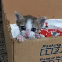 واگذاری بچه گربه|گربه|اهواز, حصیرآباد|دیوار