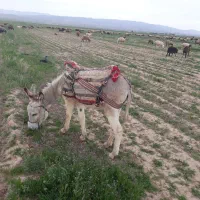 خر گلگی
