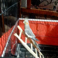 عروسی هلندی  ماده