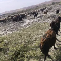 فروش بزغاله