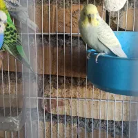 مرغ عشق|پرنده|سراوان, |دیوار