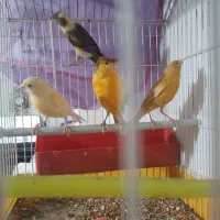 قناری (معاوضه)|پرنده|سبزوار, قصبه اب یمین|دیوار