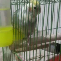 عروس نر وماده|پرنده|کاشان, شهرک خاتم الانبیا (مسکن ملی کاشان)|دیوار