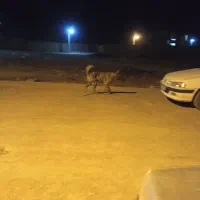 با سلام یک عدد کوله یک ساله ب شرط گله.|سگ|اراک, |دیوار