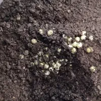 فروش حلزون آلبینو|خزنده|خوی, |دیوار