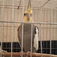 عروس هلندی