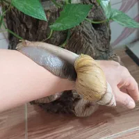 سلام فروش حلزون از۱ماه تامولد|خزنده|خرمآباد, |دیوار