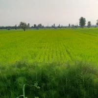 زمین کشاورزی