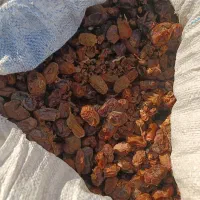 ضایعات خرما برای دام  کنگا