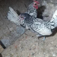 مرغ و خروس مینیاتوری