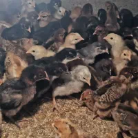 جوجه مرغ گلپایگان 12 روزه