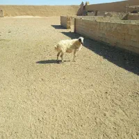 میش و بره وبز ترکی جوان|حیوانات مزرعه|اصفهان, تیران|دیوار