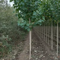 خرید نهال صنوبر ارزان با ارسال به سراسر ایران|خدمات باغبانی و درختکاری|نیر (اردبیل), |دیوار