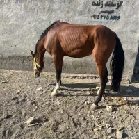 اسب نریون سواری اسب مادیون کششی|اسب و تجهیزات اسبسواری|مشهد, خین عرب|دیوار