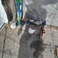 ۶ عدد دورگ|پرنده|علیآباد کتول, |دیوار